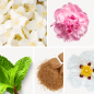 Preview: Duftnoten: Jasmin, Pfingsrose, Minze, brauner Zucker, Labdanum